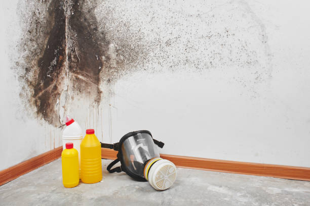 Best Residential Mold Removal  in Sughter, LA