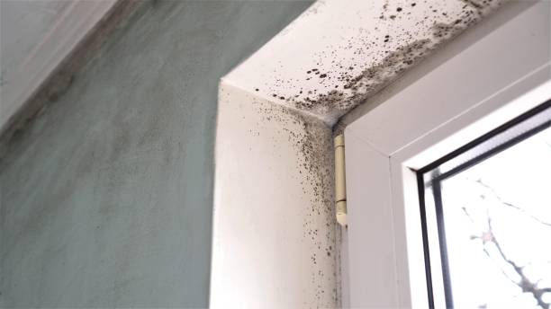 Best Mold Removal Process  in Sughter, LA
