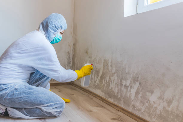 Mold Removal Process in Slaughter, LA
