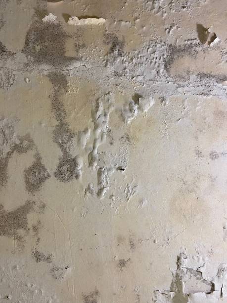 Best Mold Removal Near Me  in Sughter, LA